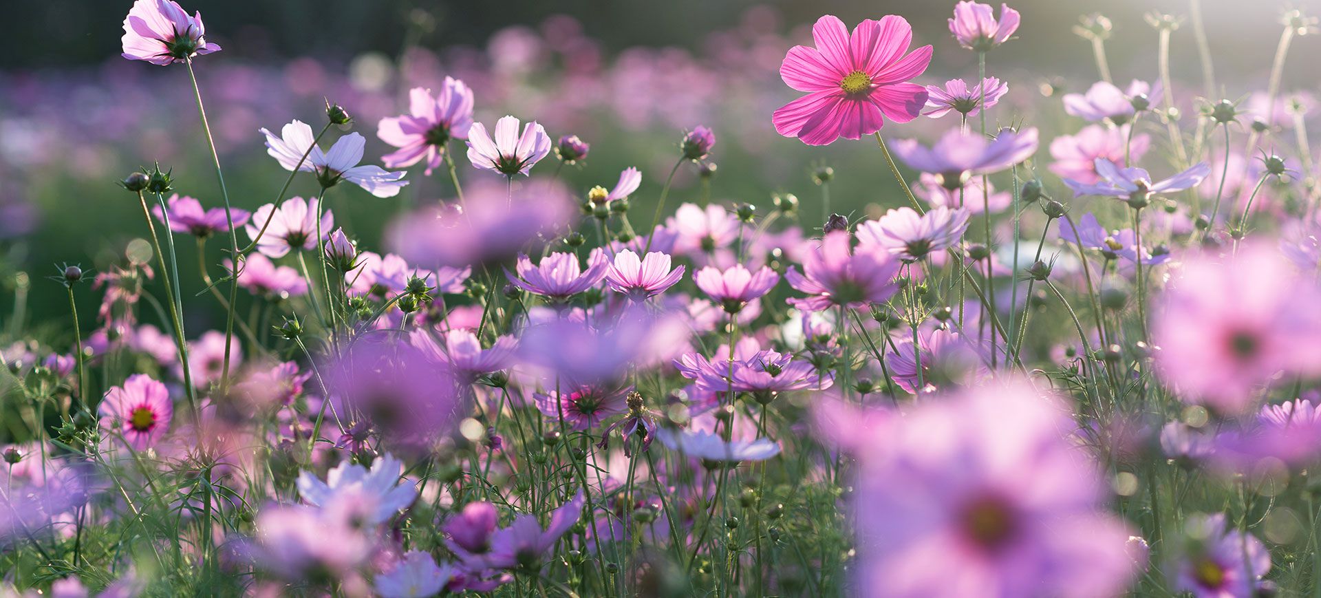 Action de printemps 